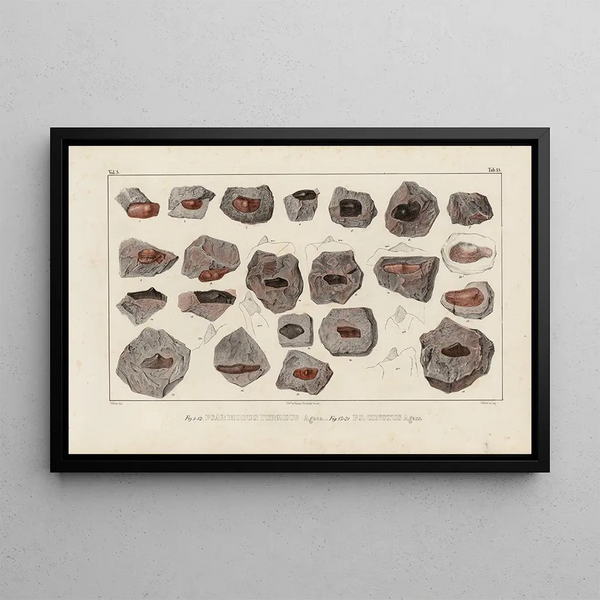 Louis Agassiz - Recherches sur les poissons fossiles Pl292.webp