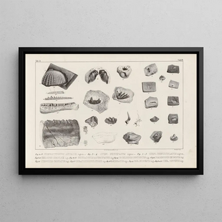 Louis Agassiz - Recherches sur les poissons fossiles Pl296.webp