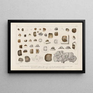 Louis Agassiz - Recherches sur les poissons fossiles Pl306.webp