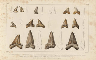 Louis Agassiz - Recherches sur les poissons fossiles Pl310.webp