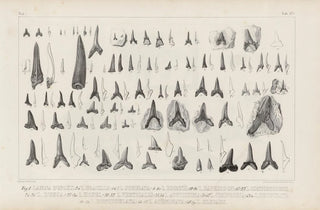 Louis Agassiz - Recherches sur les poissons fossiles Pl321.webp