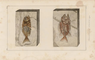 Louis Agassiz - Recherches sur les poissons fossiles Pl361.webp