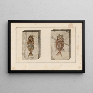 Louis Agassiz - Recherches sur les poissons fossiles Pl361.webp