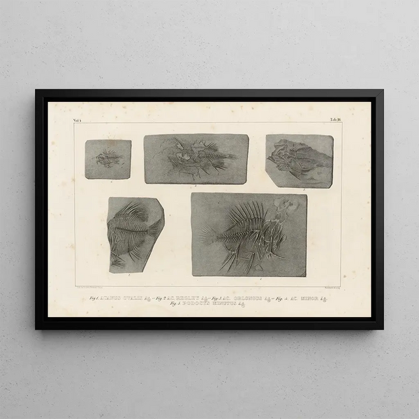 Louis Agassiz - Recherches sur les poissons fossiles Pl368.webp