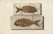 Louis Agassiz — näkymä teoksesta