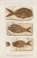 Recherches sur les poissons fossiles Pl377 - Louis Agassiz — näkymä teoksesta