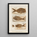 Recherches sur les poissons fossiles Pl377 - Louis Agassiz — kehystetty taideteos seinällä