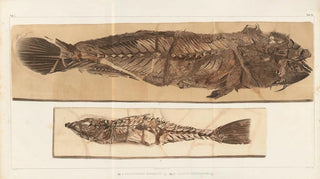 Louis Agassiz - Recherches sur les poissons fossiles Pl383.webp