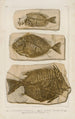 Recherches sur les poissons fossiles Pl386 - Louis Agassiz — näkymä teoksesta