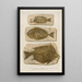 Recherches sur les poissons fossiles Pl386 - Louis Agassiz — kehystetty taideteos seinällä