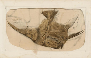 Louis Agassiz - Recherches sur les poissons fossiles Pl392.webp
