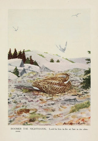 Louis Agassiz Fuertes - Boomer the Nighthawk.webp