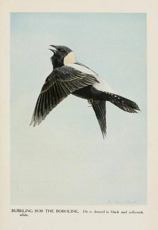Louis Agassiz Fuertes - Bubbling Bob the Bobolink.webp