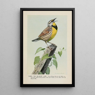 Louis Agassiz Fuertes - Carol the Meadow Lark.webp