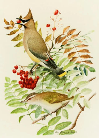 Louis Agassiz Fuertes - Cedar Waxwing RedEyed Vireo.webp