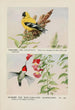 Chicorée le chardonneret Hummer le colibri à gorge rubis - Louis Agassiz Fuertes — näkymä teoksesta