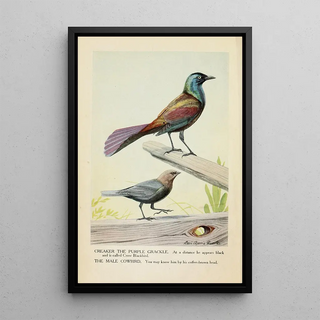 Louis Agassiz Fuertes - Creaker the Purple Grackle and the Male Cowbird.webp