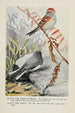 Dotty le bruant des arbres Slaty le junco - Louis Agassiz Fuertes — näkymä teoksesta