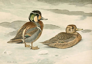 Louis Agassiz Fuertes - Formosan Teal.webp