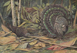 Louis Agassiz Fuertes - Germains Peacock Pheasant.webp