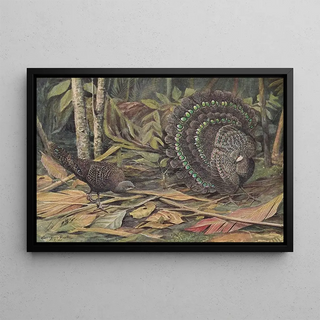 Louis Agassiz Fuertes - Germains Peacock Pheasant.webp