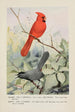 Glory le cardinal Kitty le moqueur chat - Louis Agassiz Fuertes — näkymä teoksesta