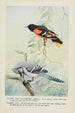 Goldie l'oriole de Baltimore Sammy le geai - Louis Agassiz Fuertes — näkymä teoksesta