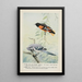 Goldie l'oriole de Baltimore Sammy le geai - Louis Agassiz Fuertes — kehystetty taideteos seinällä