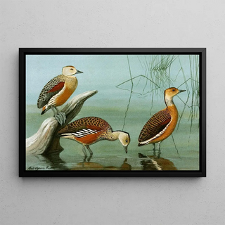 Louis Agassiz Fuertes - Lesser Whistling Teal Wandering Tree Duck Fulvous Tree Duck.webp