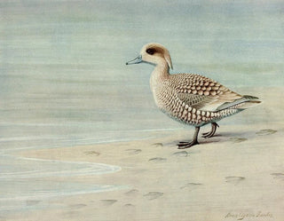 Louis Agassiz Fuertes - Marbled Duck.webp