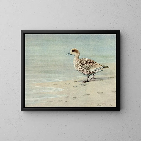 Marbled Duck - Louis Agassiz Fuertes — kehystetty taideteos seinällä