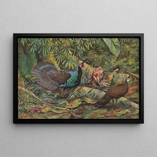 Louis Agassiz Fuertes - Palawan Peacock Pheasant.webp