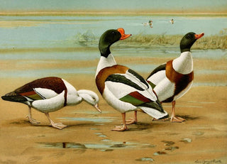 Louis Agassiz Fuertes - Radjah Sheldrake Common Sheldrake.webp