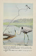 Rattles le Martin-pêcheur Teeter le Chevalier grivelé Longlegs le Grand Héron bleu - Louis Agassiz Fuertes — näkymä teoksesta