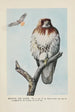 Redtail la Buse - Louis Agassiz Fuertes — näkymä teoksesta