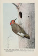 Yellow Wing le Pic flamboyant - Louis Agassiz Fuertes — näkymä teoksesta