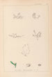 Herbier de la flore française Pl0001 - Louis Antoine Cusin — näkymä teoksesta