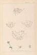 Herbier de la flore française Pl0002 - Louis Antoine Cusin — näkymä teoksesta