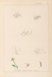Herbier de la flore française Pl0003 - Louis Antoine Cusin — näkymä teoksesta