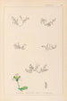 Herbier de la flore française Pl0004 - Louis Antoine Cusin — näkymä teoksesta