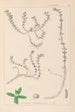 Herbier de la flore française Pl0006 - Louis Antoine Cusin — näkymä teoksesta