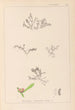 Herbier de la flore française Pl0007 - Louis Antoine Cusin — näkymä teoksesta