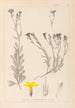 Herbier de la flore française Pl0009 - Louis Antoine Cusin — näkymä teoksesta