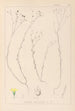 Herbier de la flore française Pl0010 - Louis Antoine Cusin — näkymä teoksesta
