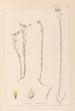 Herbier de la flore française Pl0011 - Louis Antoine Cusin — näkymä teoksesta
