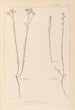 ranskalaisen kasvilajiston herbarium Pl0012 - Louis Antoine Cusin — näkymä teoksesta