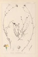 ranskalaisen kasvilajiston herbarium Pl0013 - Louis Antoine Cusin — näkymä teoksesta
