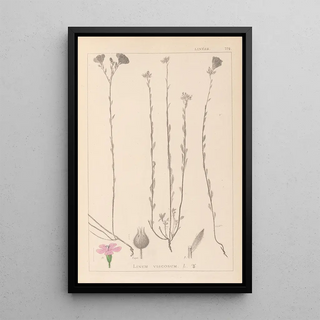 Louis Antoine Cusin - Herbier de la flore franaise Pl0014.webp