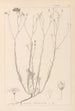 ranskalaisen kasvilajiston herbarium Pl0015 - Louis Antoine Cusin — näkymä teoksesta