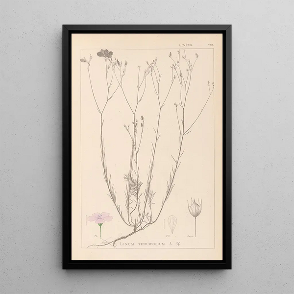 Louis Antoine Cusin - Herbier de la flore franaise Pl0015.webp